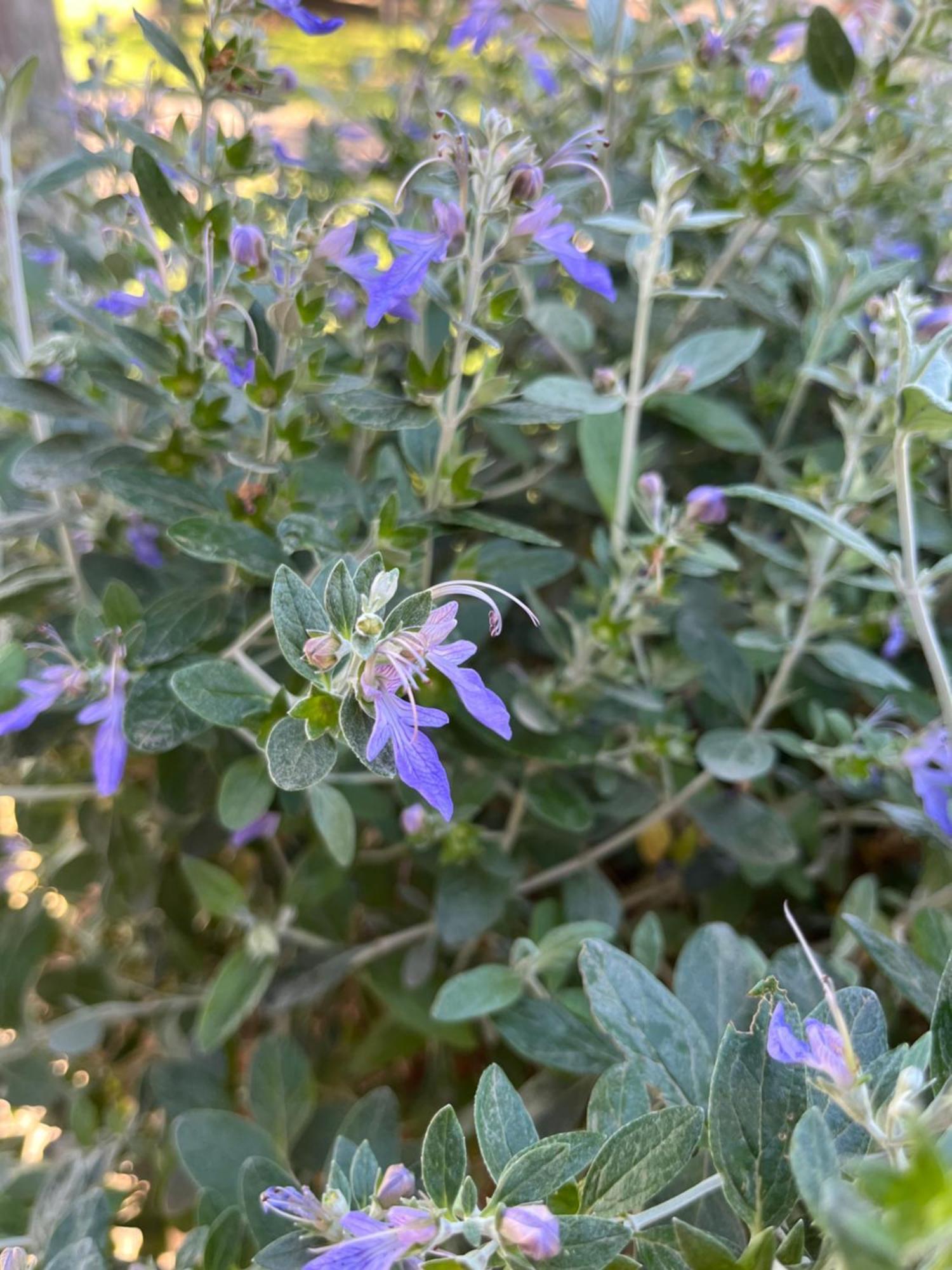 Agriturismo Valdo Grosseto Eksteriør billede